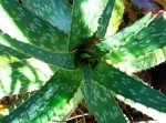 Aloe Plant
