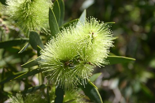 Is Tea Tree Tea Tree Health